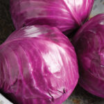 Cabbage Ruby Perfection (4 Pack)
