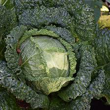 Cabbage Savoy King