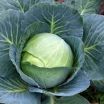 Cabbage Stonehead (4 Pack)