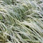 Grass- Calamagrostis acutiflora Overdam