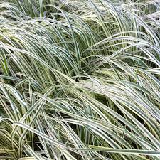 Calamagrostis acutiflora ‘Overdam’