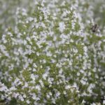 Calamintha nepeta White Cloud