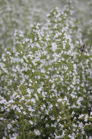 Calamintha nepeta White Cloud