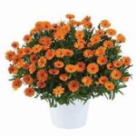 Calendula Cheers Tangerine