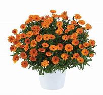 Calendula Cheers Tangerine