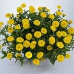 Calendula Cheers Yellow