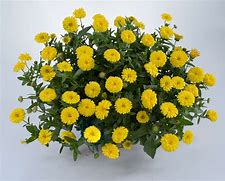 Calendula Cheers Yellow