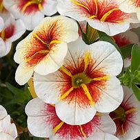 Calibrachoa Calitastic Cappuccino