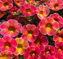 Calibrachoa Chameleon Atomic Orange