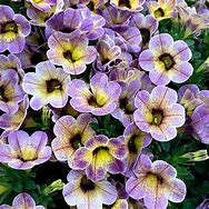 Calibrachoa Chameleon Blueberry Scone