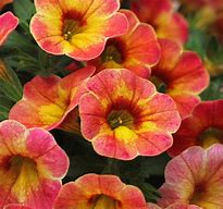 Calibrachoa Chameleon Indian Summer Improved