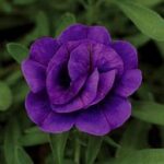 Calibrachoa MiniFamous Neo Double Dark Blue