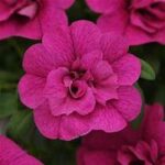 Calibrachoa MiniFamous Neo Double Purple