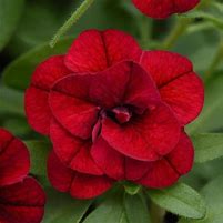 Calibrachoa MiniFamous Neo Double Red