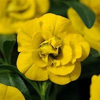 Calibrachoa MiniFamous Neo Double Yellow