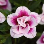 Calibrachoa MiniFamous Uno Double Pinkastic