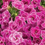 Calibrachoa Superbells Double Love Swept