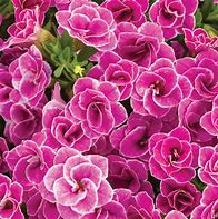 Calibrachoa Superbells Double Love Swept