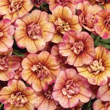 Calibrachoa Superbells Double Vintage Coral