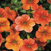 Calibrachoa Superbells Dreamsicle