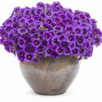 Calibrachoa Superbells Grape Punch
