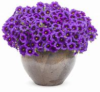 Calibrachoa Superbells Grape Punch