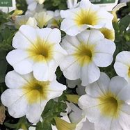 Calibrachoa Superbells Over Easy