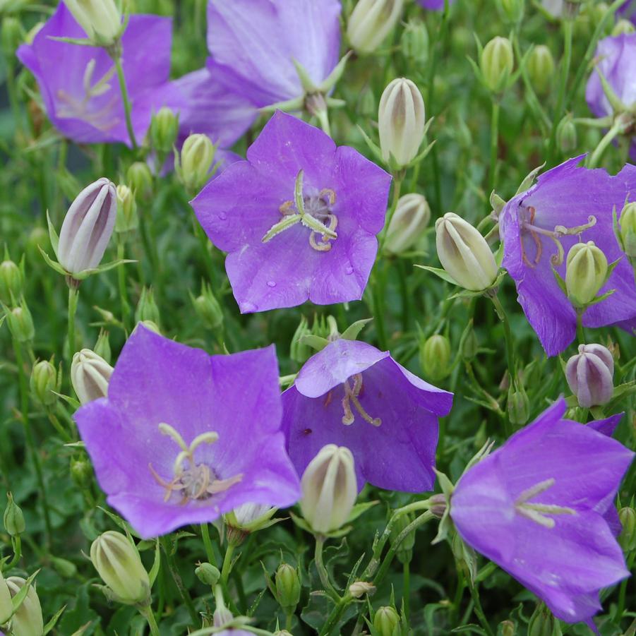 Campanula carpatica Clips Blue