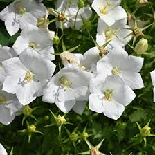 Campanula carpatica ‘White Clips’