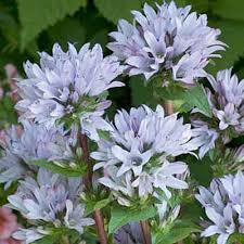 Campanula glomerata Emerald’