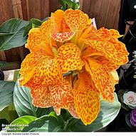 Canna Cannova Gold Leopard