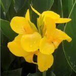 Canna Cannova Yellow