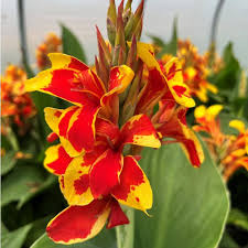 Canna Red Golden Flame