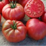 Tomato Heirloom Caspian Pink (Single)