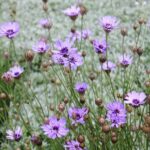 Catananche caerulea
