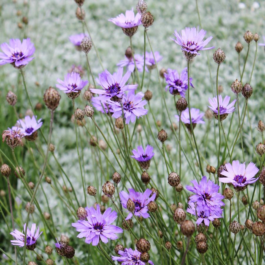 Catananche caerulea