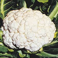 Cauliflower Snow Crown