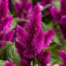 Celosia Intenz Purple Dark