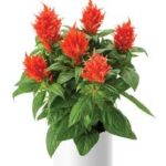 Celosia Kelos Fire Orange