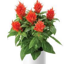 Celosia Kelos Fire Orange