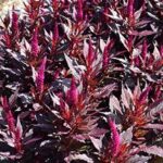 Celosia Kelos Fire Purple