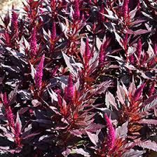 Celosia Kelos Fire Purple