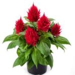 Celosia Kelos Fire Red