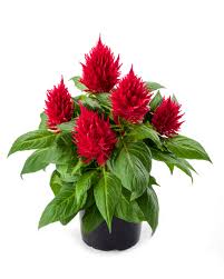 Celosia Kelos Fire Red