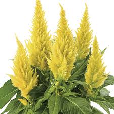 Celosia Kelos Fire Yellow