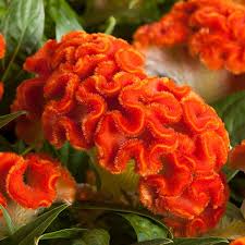 Celosia Twisted Dark Orange