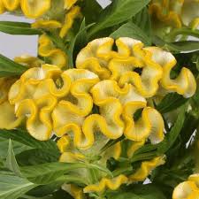 Celosia Twisted Yellow