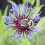 Centaurea montana Blue