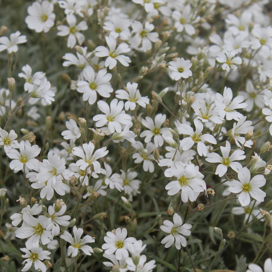 Cerastium tomentosum