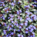 Ceratostigma plumbaginoides